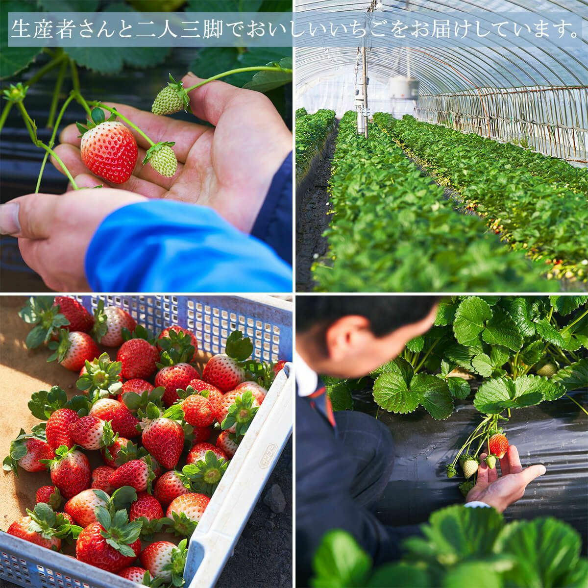 いちご収穫