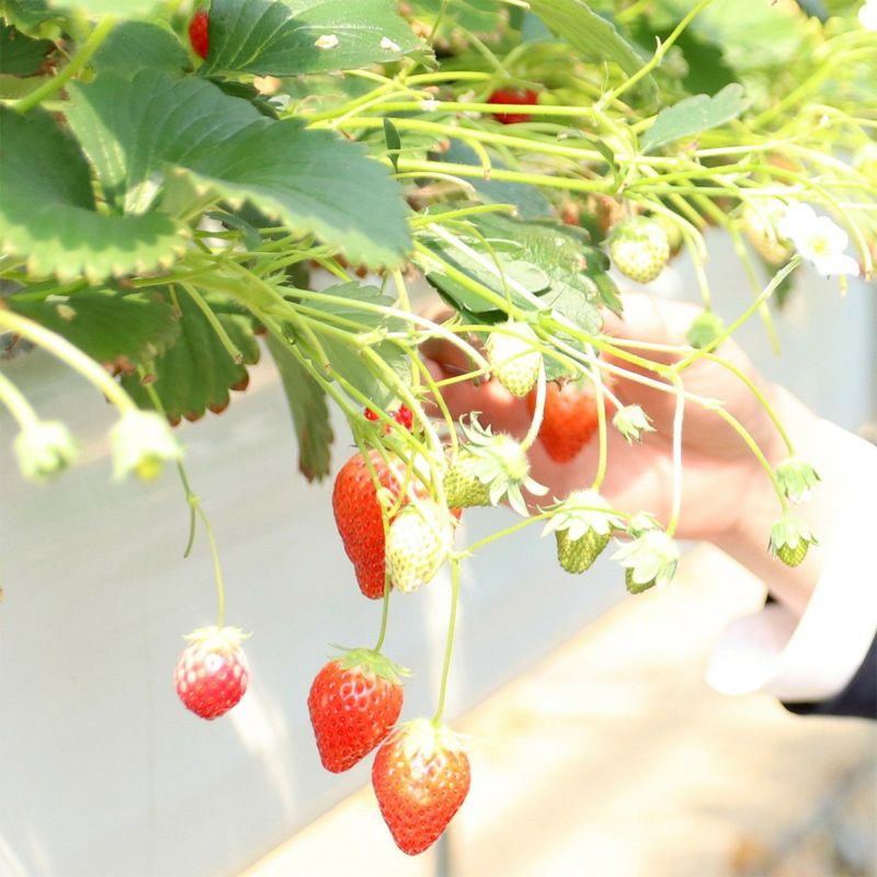 赤いちご収穫